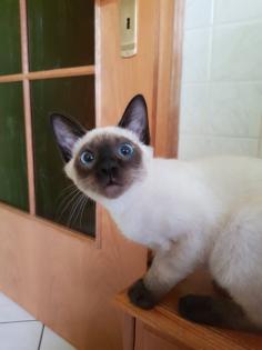 Thaikater alte Art der Siam