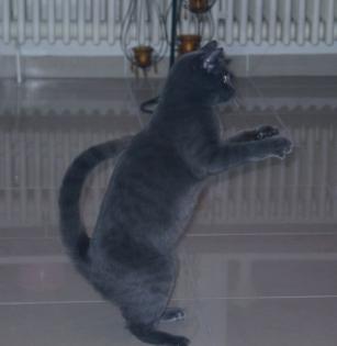 Suche Deckkater Scottisch Fold