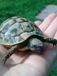 Suche 1-2 kleine griech. Landschildkröten. Wer verschenkt