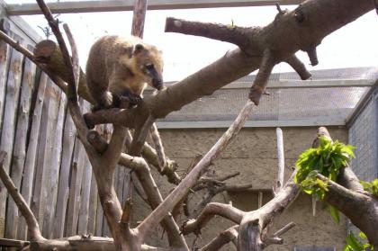 1 0 Nasenbär