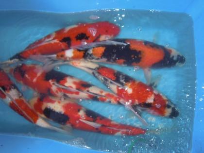 Grosser Einzelfischverkauf KOI verschiedene Farbschäge 25- 55 cm ab 70 -