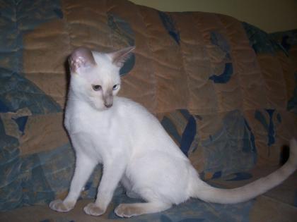 Siambabys 17. W. alt noch 2 Kater