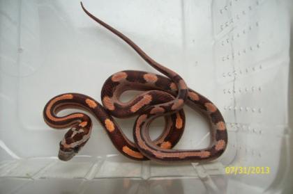 Classic Motley-x-Striped Kornnattern ENZ 2022 abzugeben