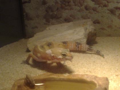 Leopardgecko NZ aus 2022 zu verkaufen