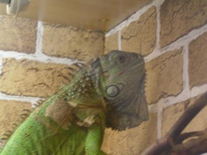 Hallo ich bin Elvis und such ein neues zu hause