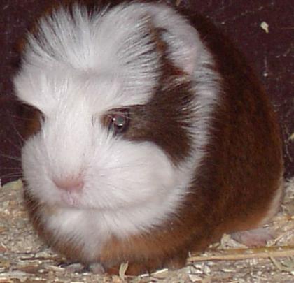 Meerschweinchen-Jungtier Coronet-Böckchen