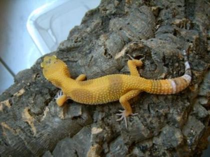 Leopardgecko Zuchtgruppen APTOR Sunglow SHCT - the Urban Gecko Tremper Las