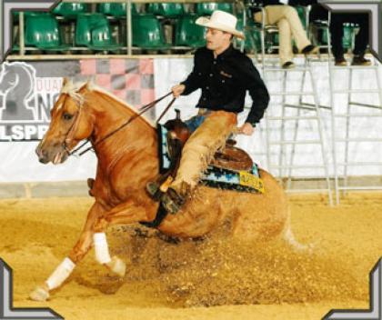 Top Reining QH-Hengst steht zum Verkauf