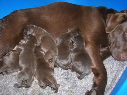 Labradorwelpen braun aus liebevoller Familienzucht abzugeben Preis 550 - Euro