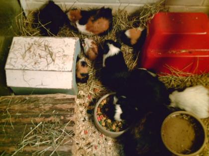 Meerschweinchen versch. Farben