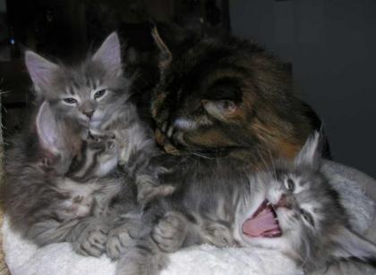 Maine Coon Kater kitten