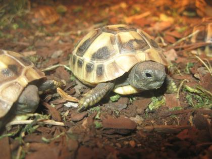 Landschildkröten eigene Nachzuchten