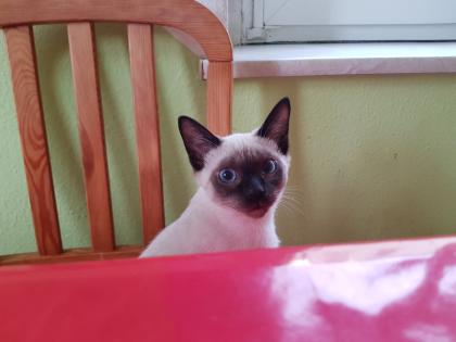 Thaikater alte Art der Siam