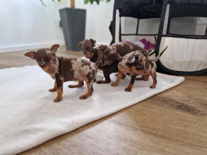 Reinrassige Prager Rattler Welpen