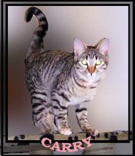 Carry . ich bin eine Weichspülkatze