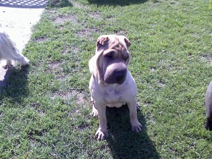 Reinrassige shar-pei hündin 1 1/2 jahre