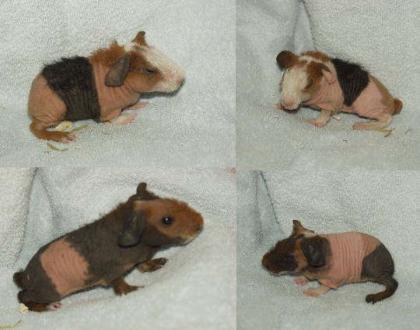 Original Skinny Nacktmeerschweinchen