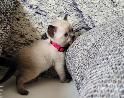 Siams suchen neue Kuschelpartner
