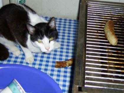Kater Pauli wird immer noch vermisst