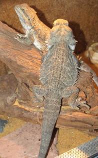 Bartagamen Pärchen 4 1/2 Jahre mit Terrarium zu verkaufen