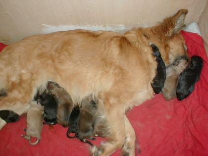 11 bezaubernde Golden Retriever Weisser Schäferhund Mix-Welpen