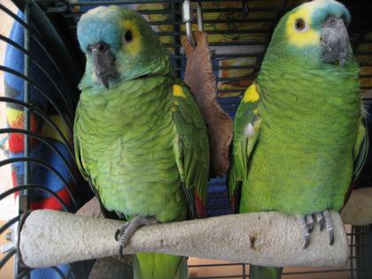 Blaustirnamazonen-Pärchen ggf. f. Zucht M 12J/W 9J
