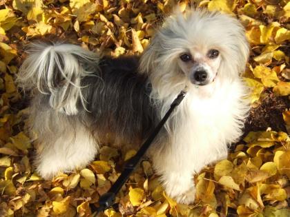 Chinese Crested Deckrüde 29cmGross m. VDH Papiere