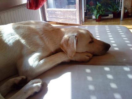 SAM Labradormix 10 Monate sucht.