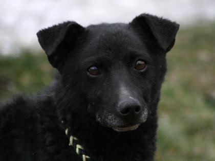 Husky-Mix 6 Monate sucht liebevolles Zuhause