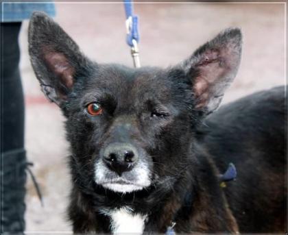 Blacky Menschen misshandelten sie so schwer dass sie ein Auge verlor
