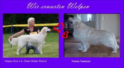 Cremefarbene Golden Retriever Welpen
