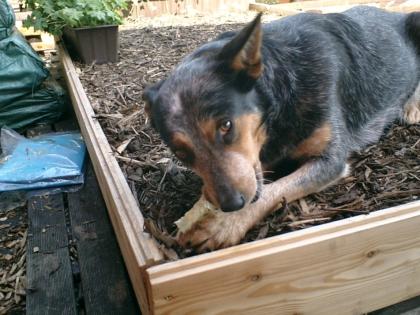 Australian Cattle Dog Hündin sucht Pflegestelle 3 Jahre nicht überdreht