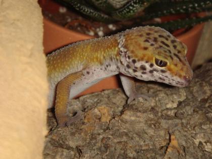 Leopardgeckos gesund und zutraulich abzugeben