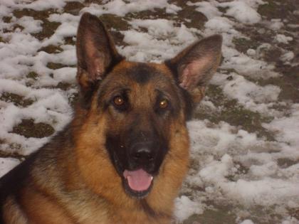 Deutscher Schäferhund 3 5 Jahre
