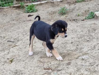 Jessy sucht ein passendes Zuhause vorgemerkt