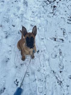 Belgischer Schäferhund Malinoi