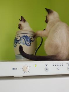 Thaikater alte Art der Siam