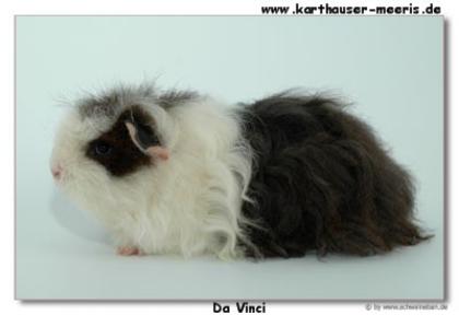 Meerschweinchen Bock Merino abzugeben