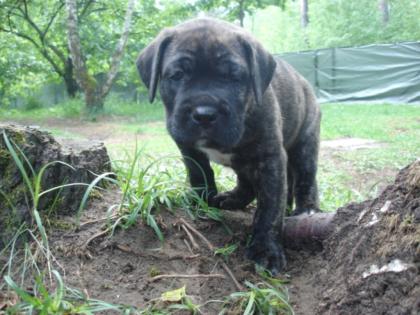 Keine Rhodesian Ridgeback Welpen sondern robuste