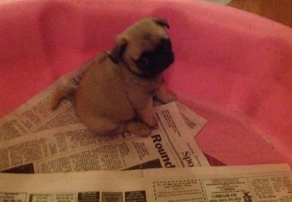 Mops Welpen