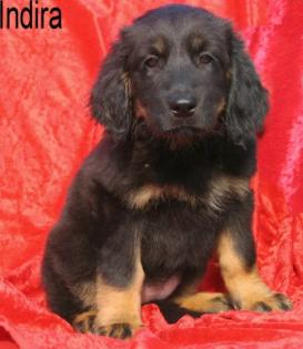 Hovawart Welpen m. P.