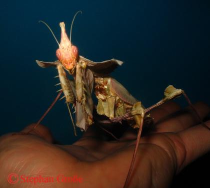 Idolomantis diabolica Acanthops uvm.