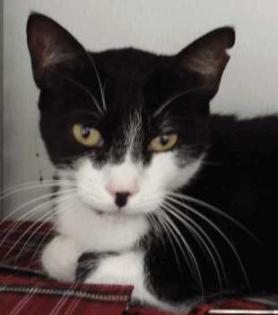 Katze Tina wer zeigt ihr die Sonnenseite des Lebens
