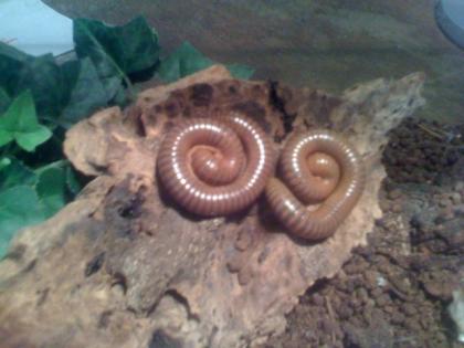 Tausendfüßer Spirostreptus sp. abzugeben