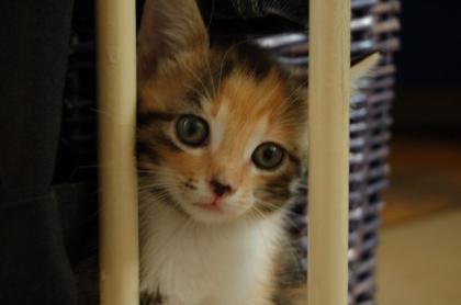 Wunderschönes Katzenbaby Mi Türkisch Angora/Hauskatze