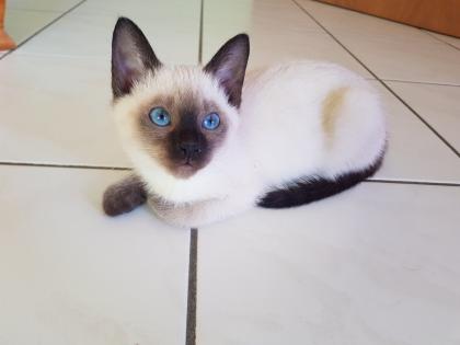 Siamkatze alte Art der Siam Thaikater Kitten in der Farbe blue point