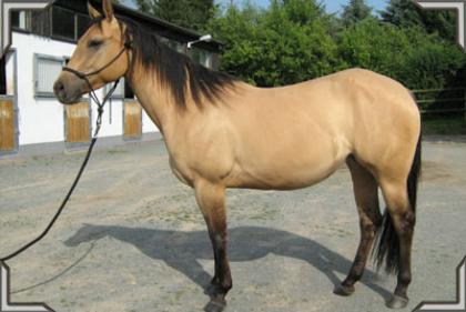 Wunderschöne dunfarben Quarter Horse Stute zu verkaufen