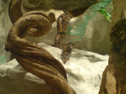 2 Pyhton regius Königspyhton