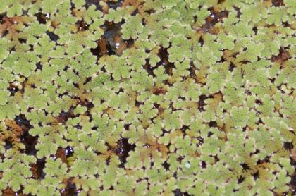Biete Azolla filiculoides Feenmoos Algenfarn