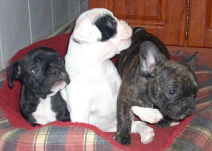 Französisch Bulldogg noch 1 kleine Hündin und 2 Rüden 10 Wochen